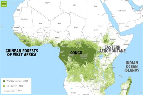 where is the congo rainforest located